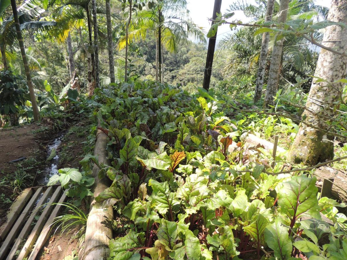Eco Hostel Organic Life Trindade  Ngoại thất bức ảnh